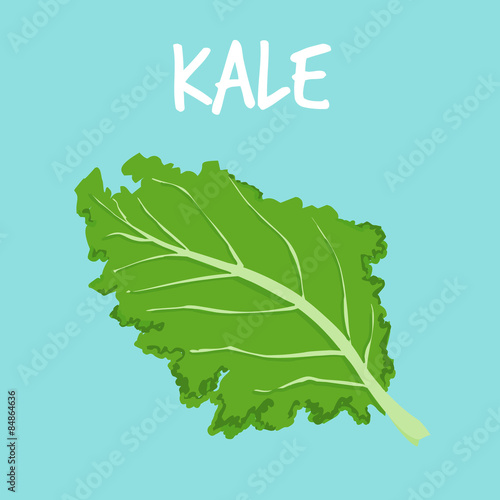 fresh kale on blue balckground vector