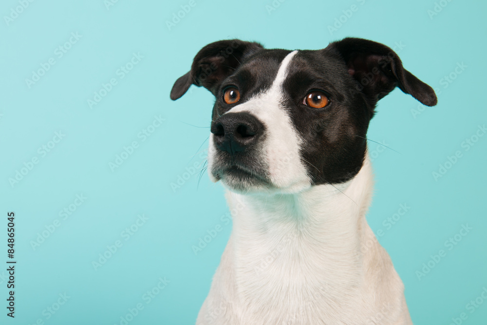 Black and white dog