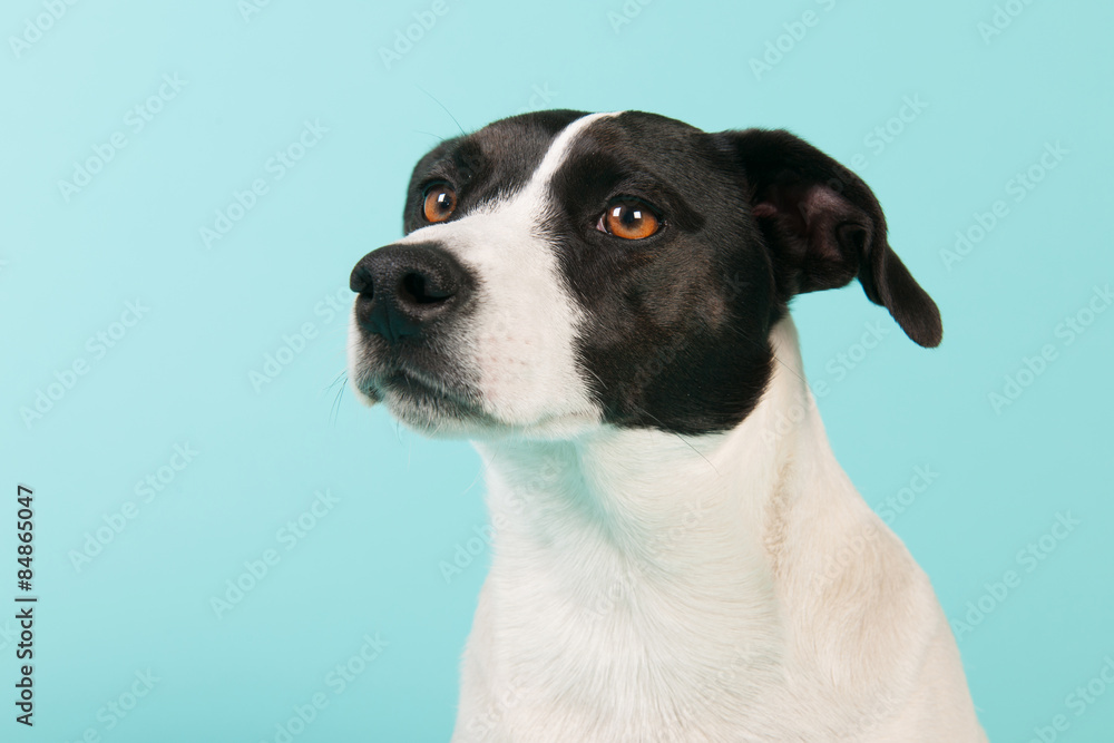 Black and white dog