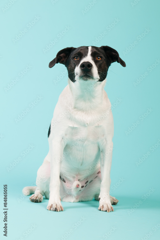 Black and white dog Black and white dog