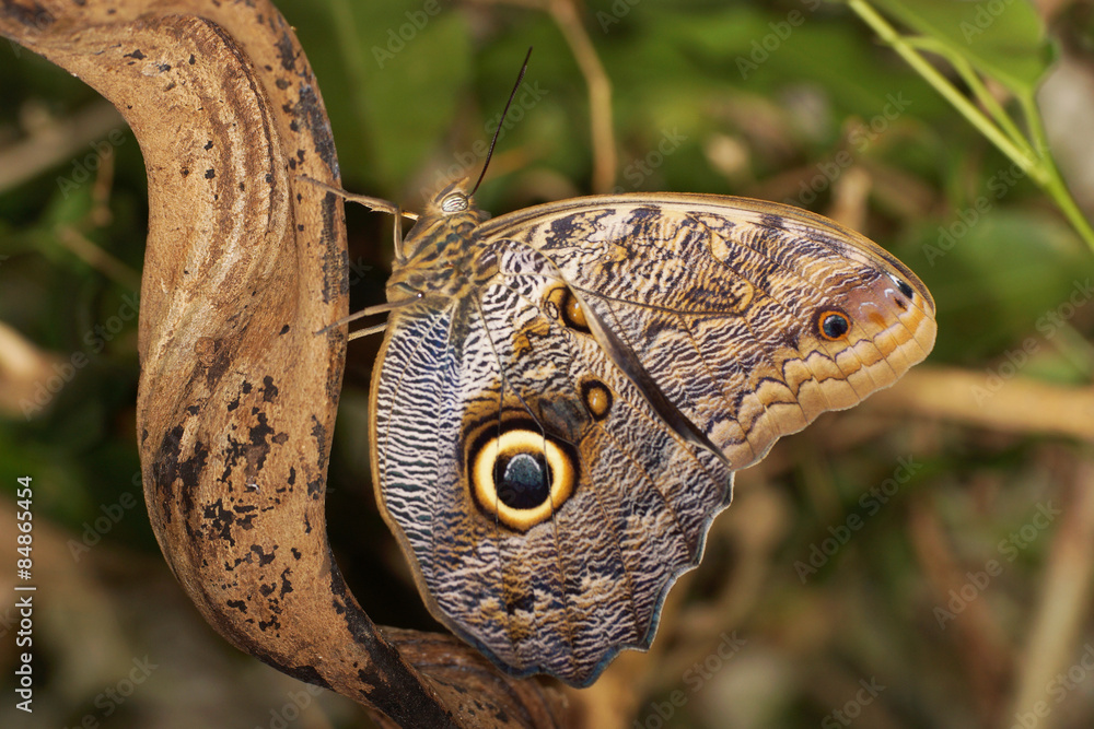 Naklejka premium Butterfly - Owl Butterfly, Caligo memnon