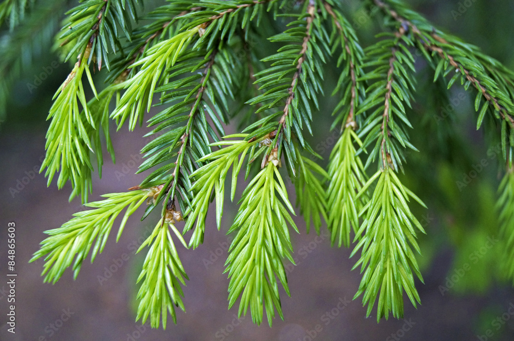 young shoots of spruce branches young shoots of spruce branches