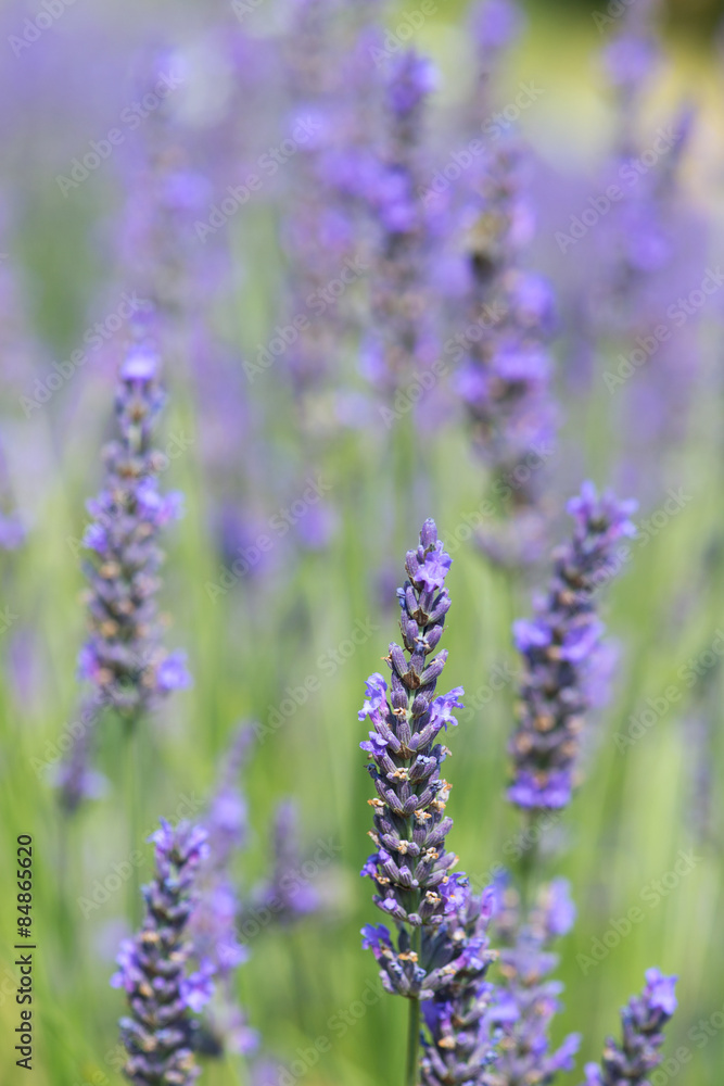 Lavender field Lavender field