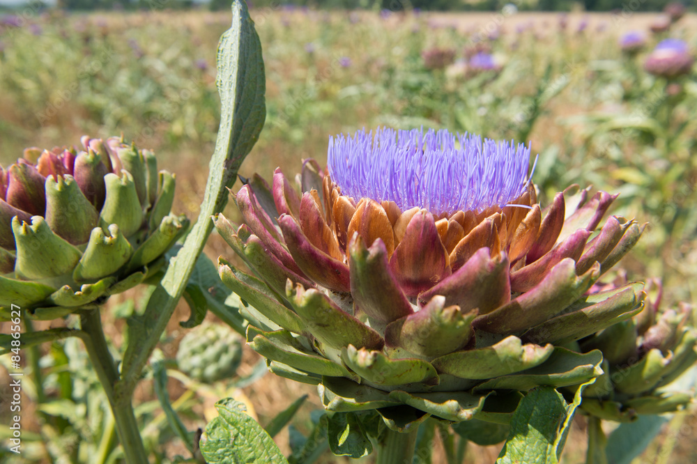 Field artichoke with purple flowers Field artichoke with purple flowers