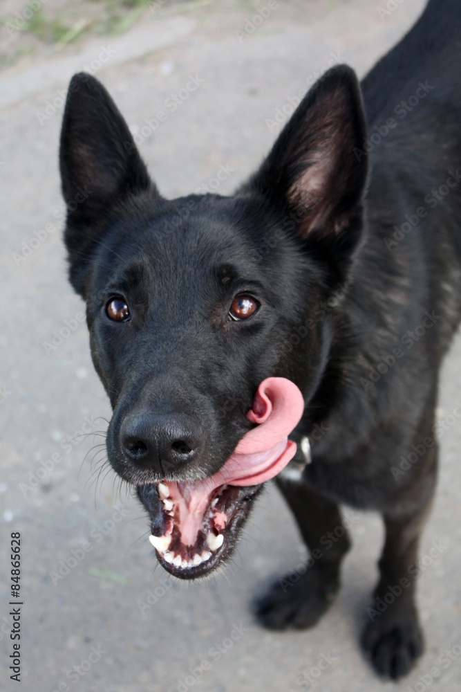 happy dog licked happy dog licked