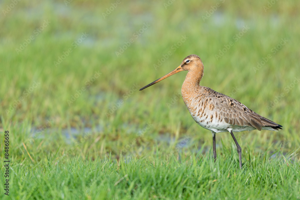 black-tailed godwit black-tailed godwit