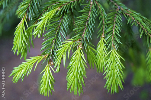 young shoots of spruce branches