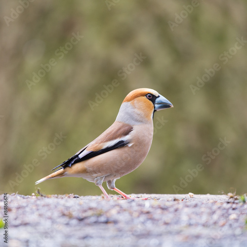 Hawfinch at ground