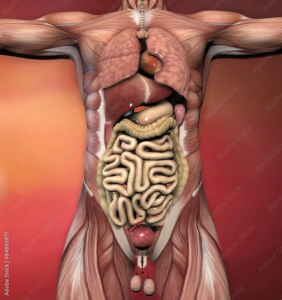 Corpo umano maschile, anatomia muscoli e organi Stock Illustration