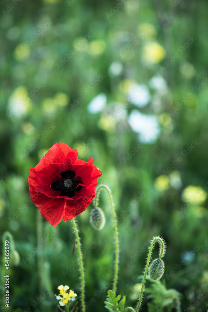 Obraz premium Poppy flower with blur summer meadow in background