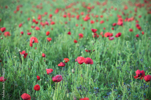 Wild flowers and poppy on summer meadow