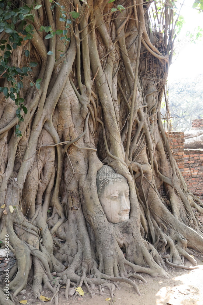 The head of the sandstone budha head lying beneath a Bodhi tree beside the Minor Wihans, Wat Phra Mahathat Ayuthaya Historical Park, Ayuthaya (Ayutthaya) The head of the sandstone budha head lying beneath a Bodhi tree beside the Minor Wihans, Wat Phra Mahathat Ayuthaya Historical Park, Ayuthaya (Ayutthaya)