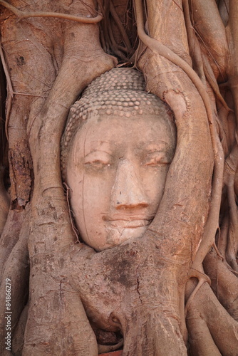 The head of the sandstone budha head lying beneath a Bodhi tree beside the Minor Wihans, Wat Phra Mahathat Ayuthaya Historical Park, Ayuthaya (Ayutthaya)