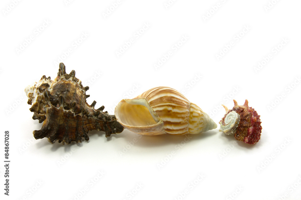 Obraz premium seashells