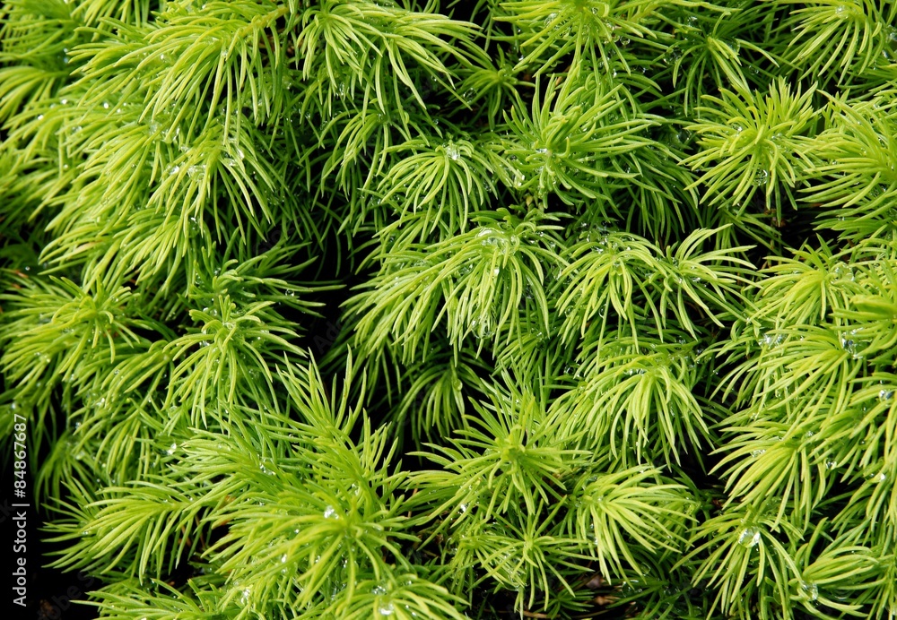 growth of new needles of coniferous tree growth of new needles of coniferous tree