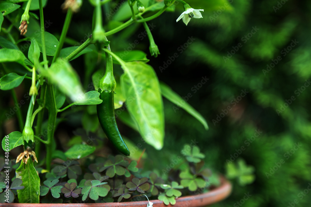 Home growth pepperoni plant with flowers and young pepperoni. Home growth pepperoni plant with flowers and young pepperoni.