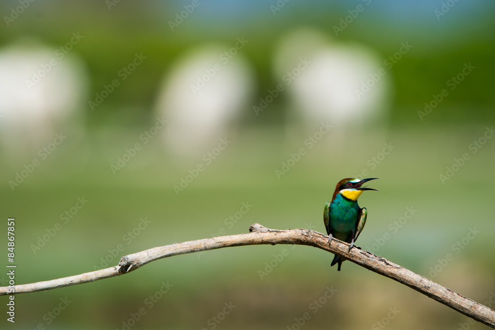 Fototapeta premium Gruccione