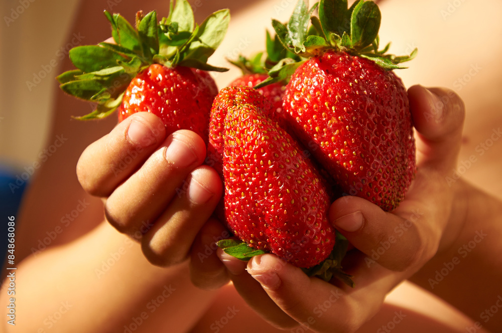 Obraz premium Several big red ripe strawberries in child's hands