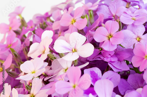 violet flowers night selective soft focus