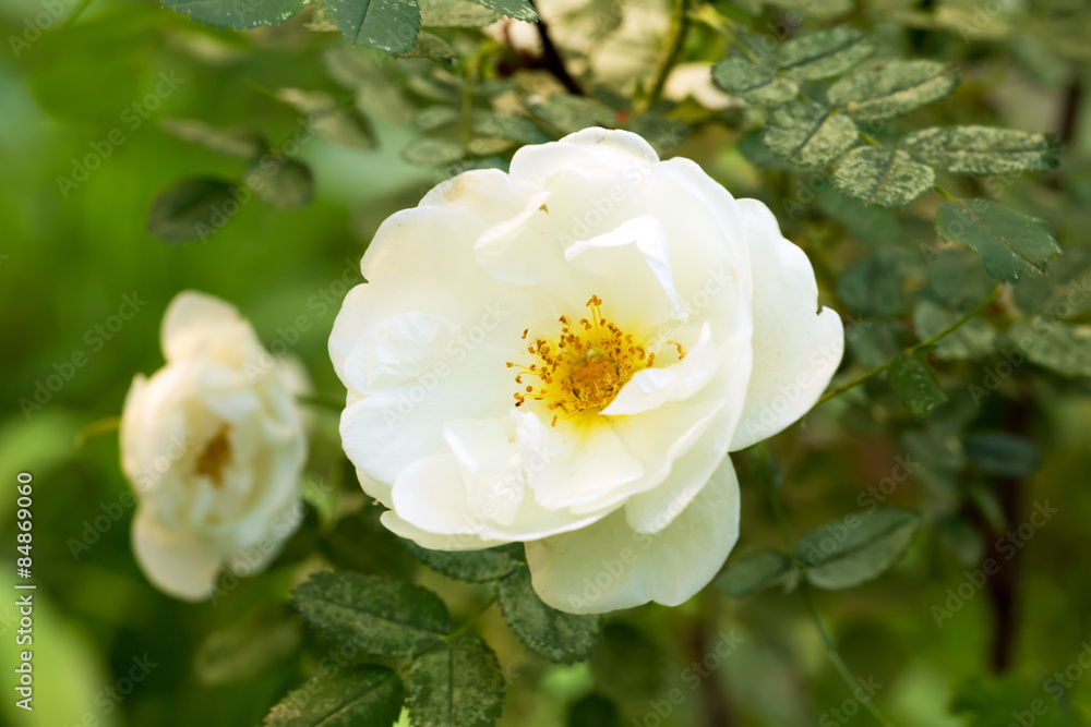 garden tea rose spring summer garden tea rose spring summer