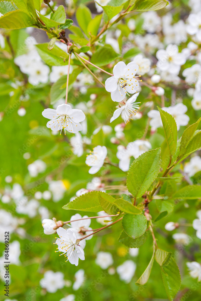 Spring blooming bird cherry tree Spring blooming bird cherry tree