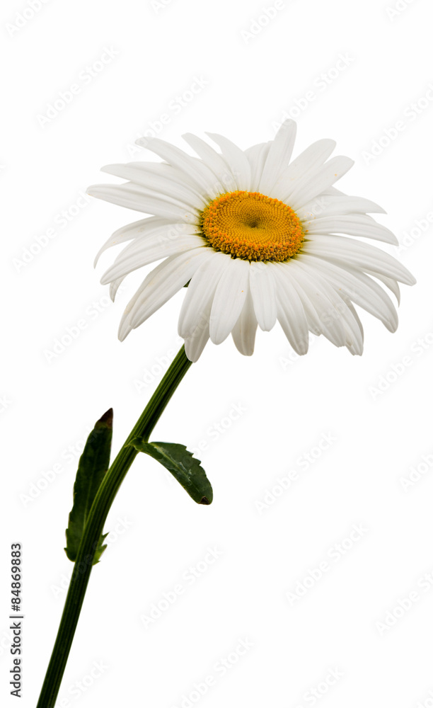 daisy daisy