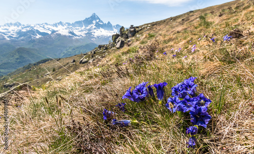 Gentians photo