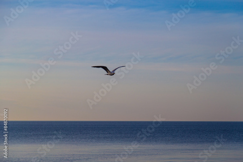 Seagull flying over sea at dawn in Trapani