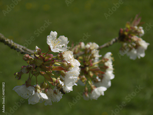 biene auf kirschblüte