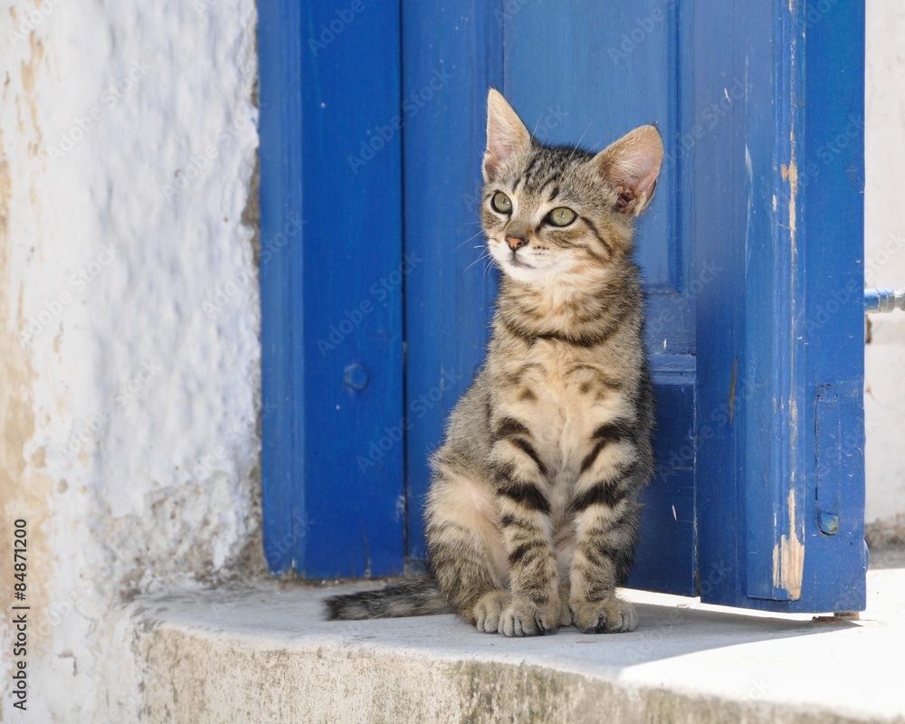 Fototapeta premium Cute young tabby stray cat in Greece sitting in front of a blue door