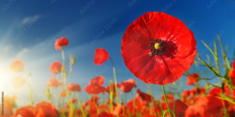 Obraz premium Poppy