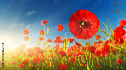 Fototapeta Naklejka Na Ścianę i Meble -  Poppies