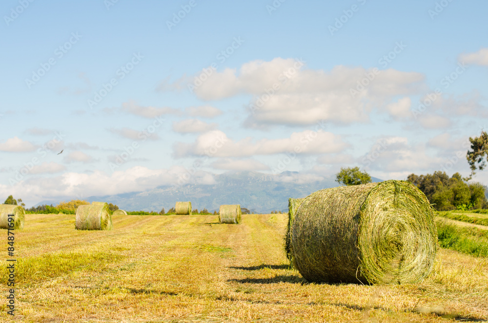Landscape of hay bales.