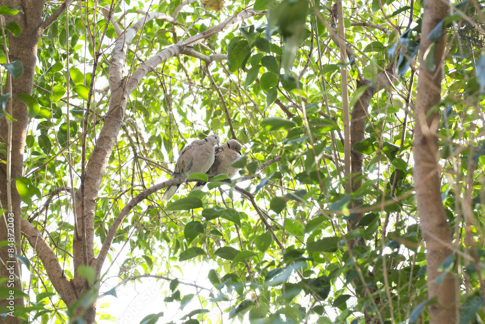 Fototapeta premium Kumrular ve Aşk