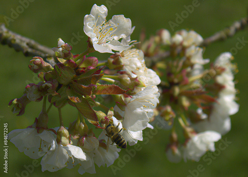 biene auf kirschblüte