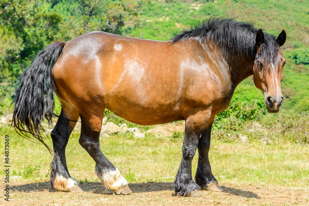 Horse on the meadow