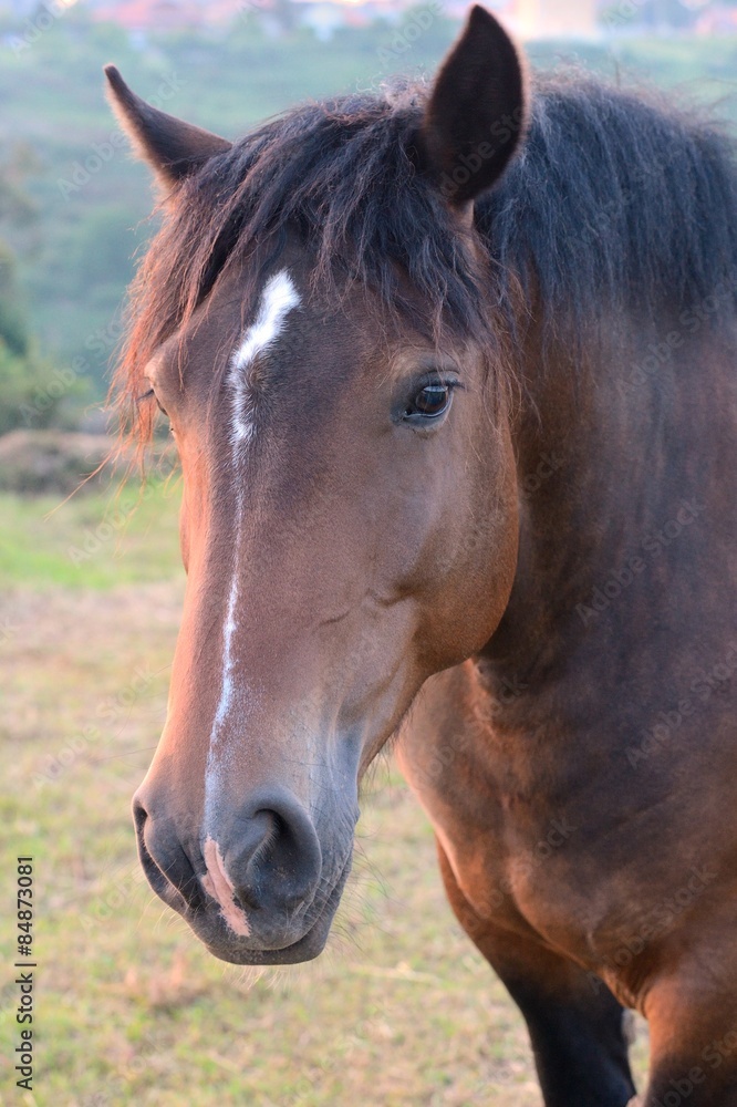 Horse on the meadow