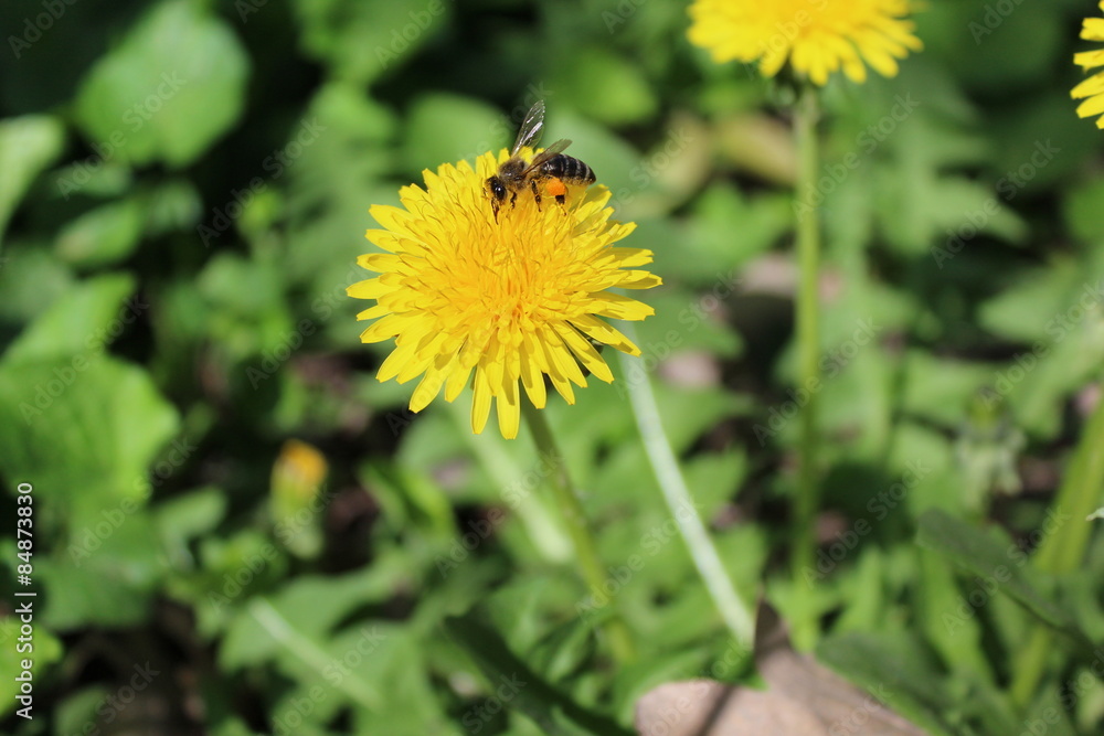 Honey bee collecting pollen on a yellow dandelion. Visible pollen on the legs of a bee. Honey bee collecting pollen on a yellow dandelion. Visible pollen on the legs of a bee.