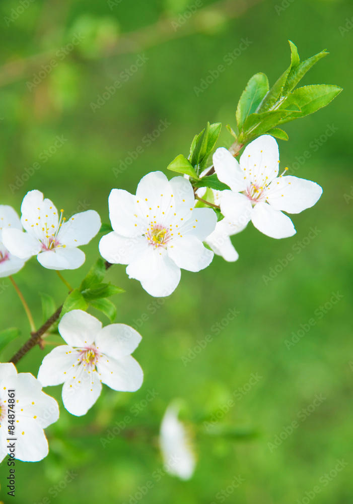 Obraz premium Plum flower