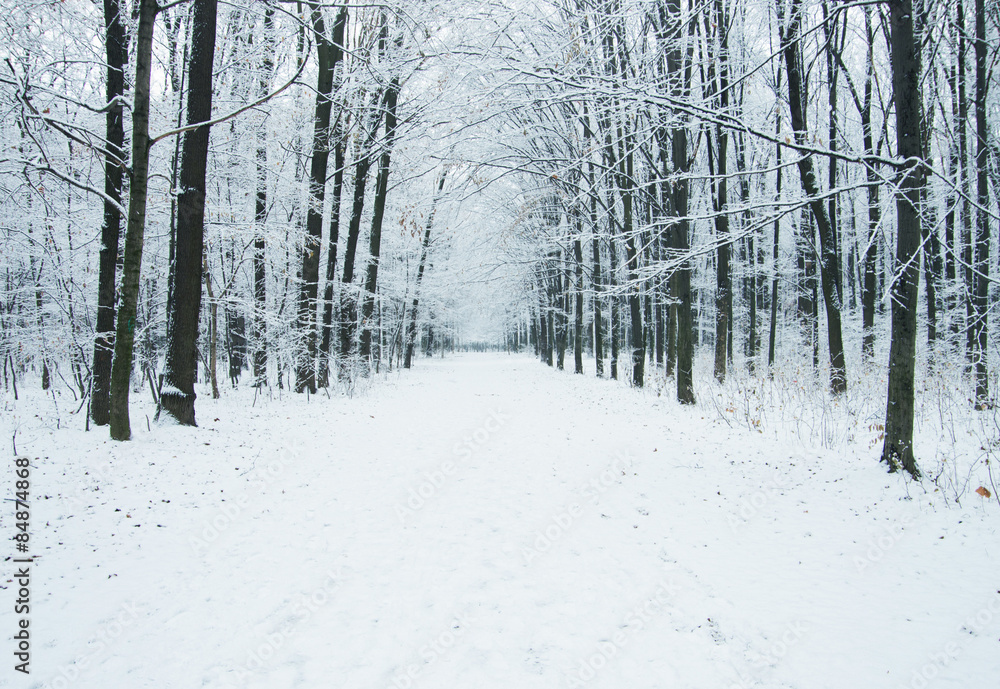  winter forest