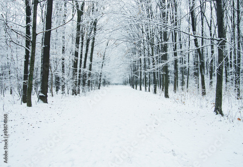  winter forest © nata777_7