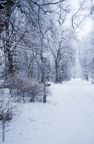 Winter park covered with fresh white snow © nata777_7
