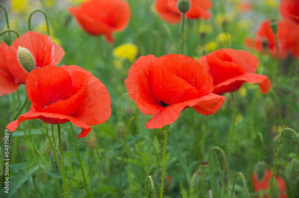 Fototapeta premium czerwone maki