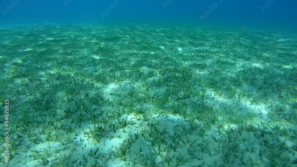 The sandy bottom covered with sea grass, Red sea, Marsa Alam
The sandy bottom covered with sea grass, Red sea, Marsa Alam