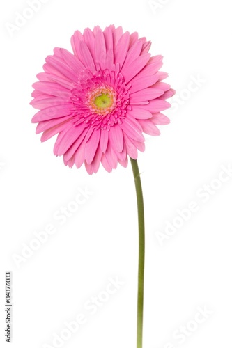 Single Flower  Flower  Pink.