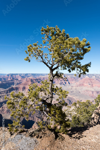 Wallpaper Mural Evergreen tree in the Grand Canyon National Park Torontodigital.ca