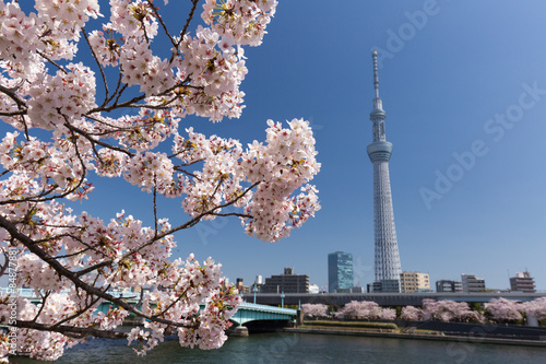 東京スカイツリーと桜並木