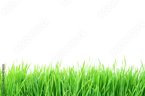 Green grass Isolated on white