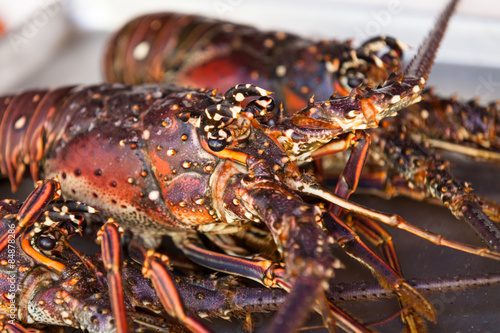 Macro of lobster head