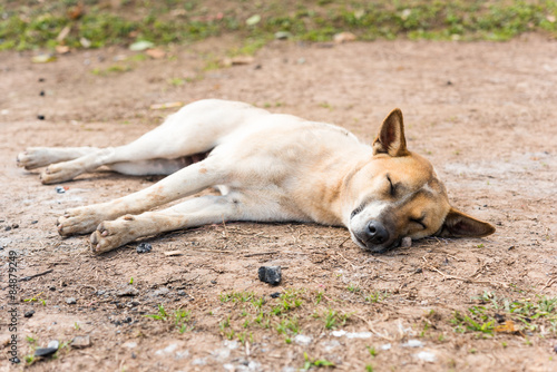 Thai dog sleep © yotrakbutda